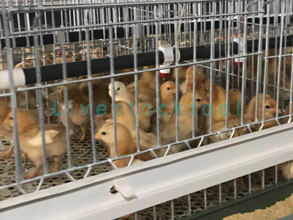 chick house