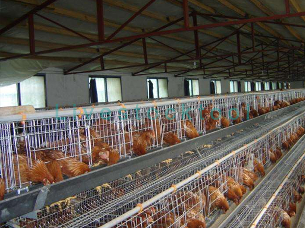 broiler cage