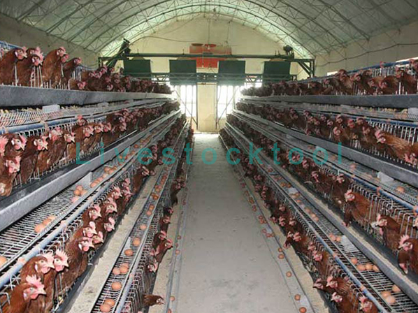 chicken cage