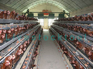Layer cage with A type