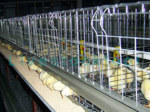Chick cage with H type