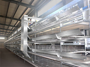 Broiler cage with H type