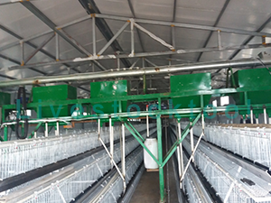 Gantry automatic chicken feeding machine