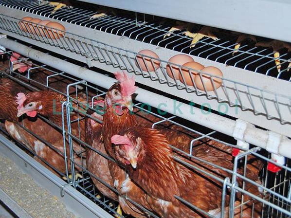 chicken house