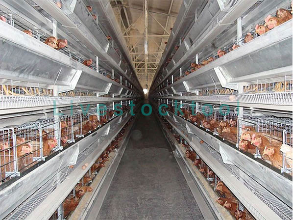 layer cage for chicken