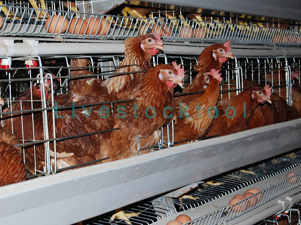 chicken pen 