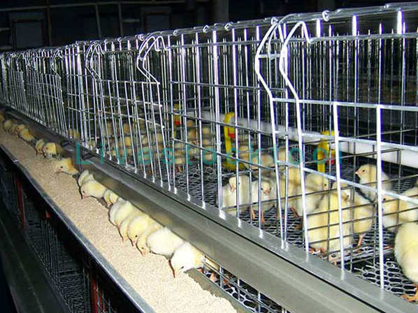 chicken pen