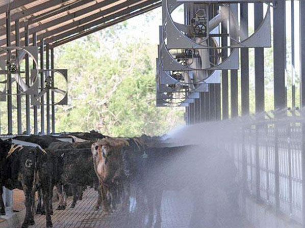 cattle cooling fans