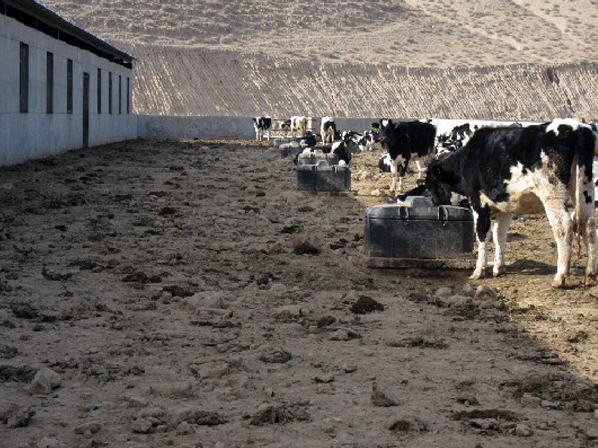 cattle water trough