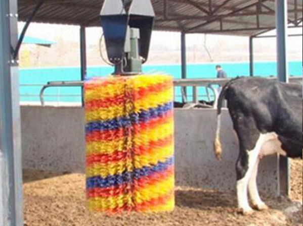 cow body brush