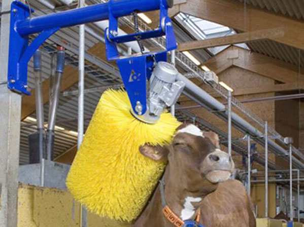 cow cattle brush