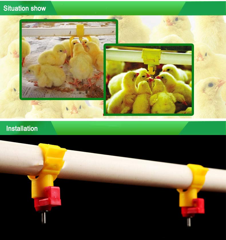 automatic chicken waterer