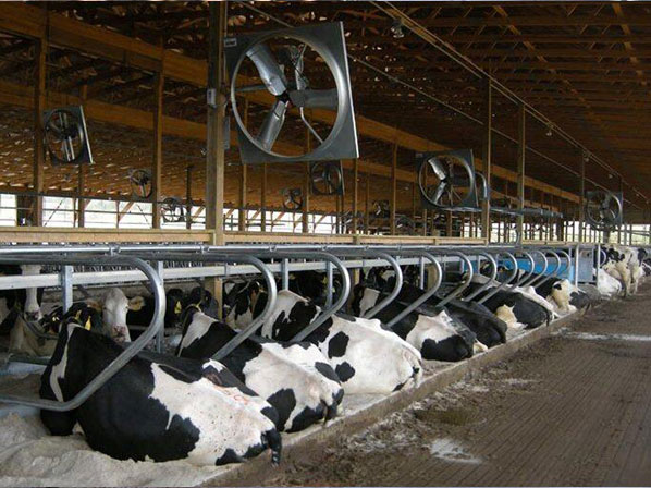 cow cattle cooling system
