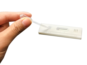 Pig urine pregnancy test
