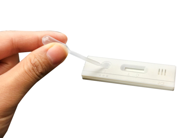 Pig urine pregnancy test