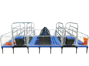  Farrowing pigs crates
