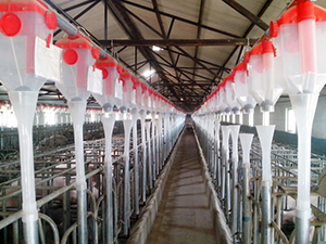  Automatic pig feeding systems