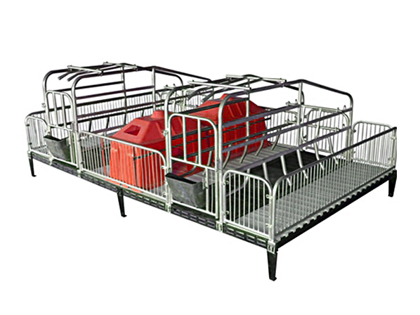 farrowing pigs
