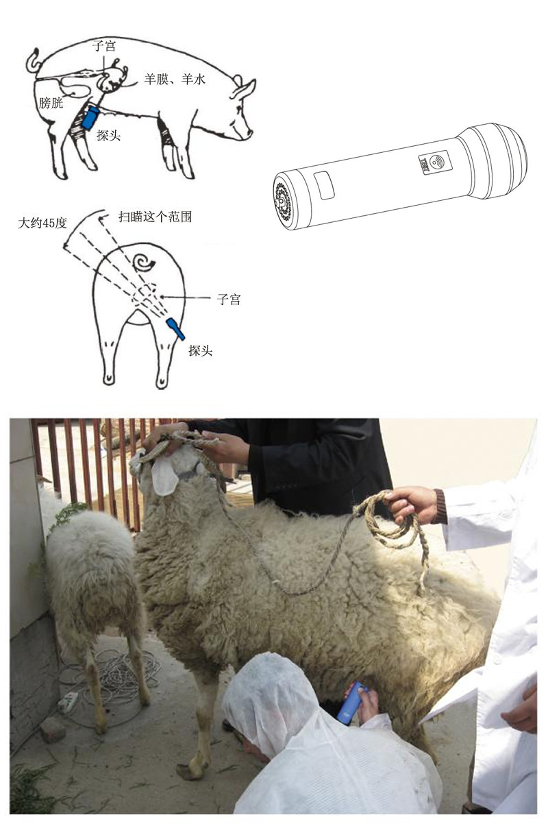 Sheep pregnancy ultrasound scanners tester
