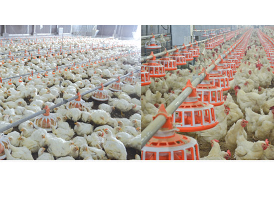 
Broiler farming design solution