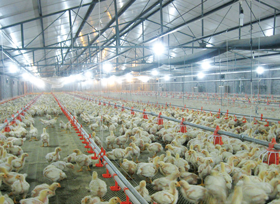 
Broiler farming design solution