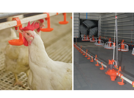 
Broiler farming design solution