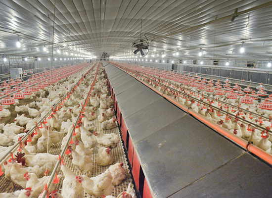 
Broiler farming design solution