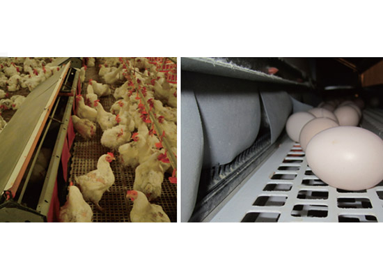 
Broiler farming design solution