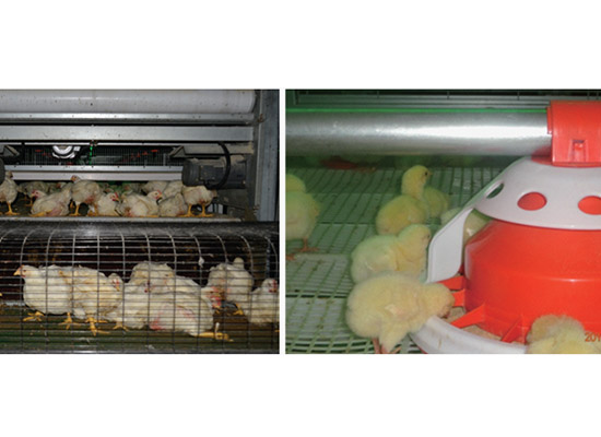 
Broiler farming design solution