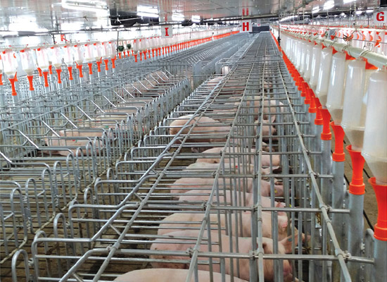 pig farm design 