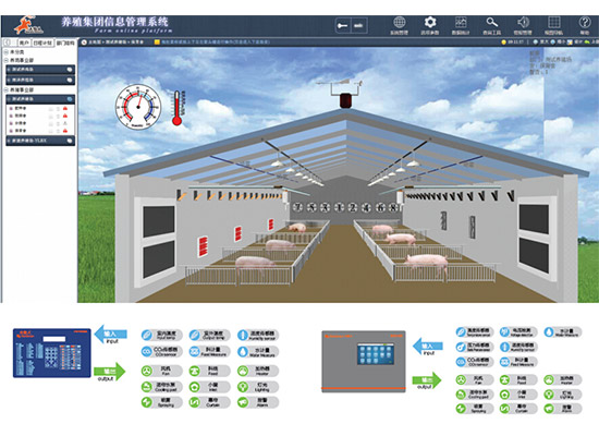 Pig farm layout design